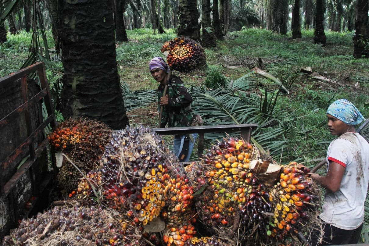 Kadin Dorong Penguatan Aliansi dengan Negara Produsen Sawit