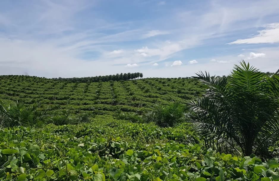 Ekspor Sawit Tembus US$20 Miliar, Kadin Soroti Posisi Indonesia di Pasar Global