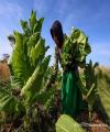 Kadin Desak Moratorium Kenaikan Cukai, Soroti Ancaman Rokok Ilegal